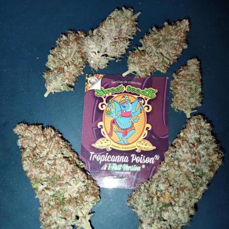 Tropicanna poison