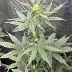LA KUSH CAKE