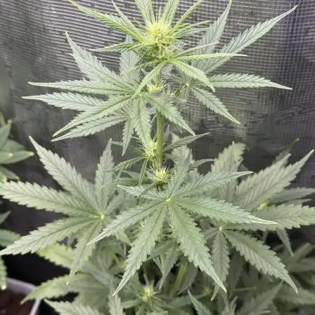LA KUSH CAKE