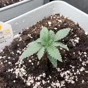 Tropicana cherry