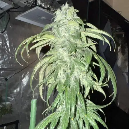 FROSTY TOOTH