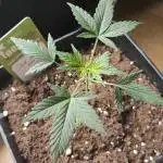 DARK DEVIL AUTO