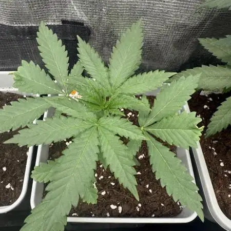 LA KUSH CAKE