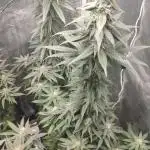 FROSTY TOOTH