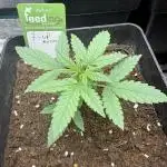 Z-UP AUTO