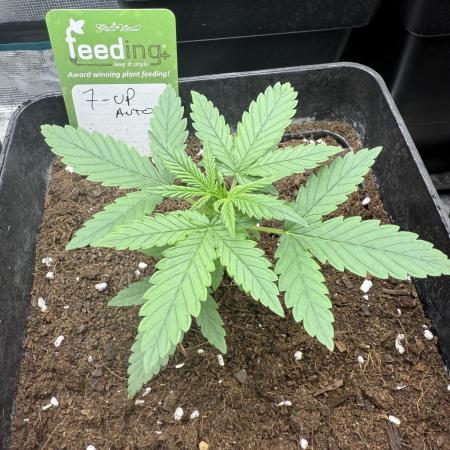 Z-UP AUTO
