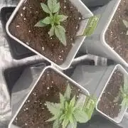 PURPLE OG KUSH