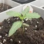 LA KUSH CAKE