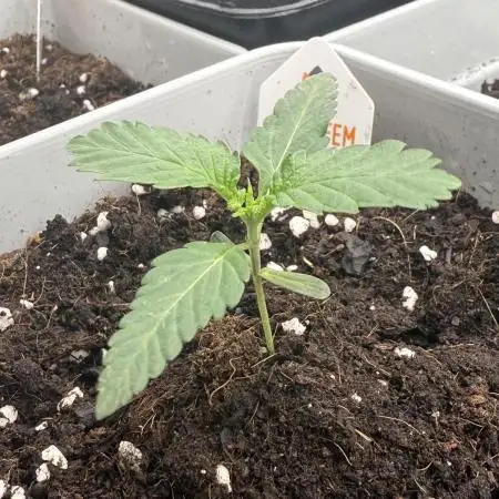 LA KUSH CAKE