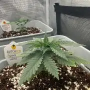 Tropicana cherry