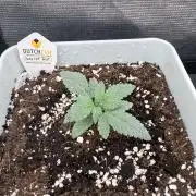 Moby Dick fast