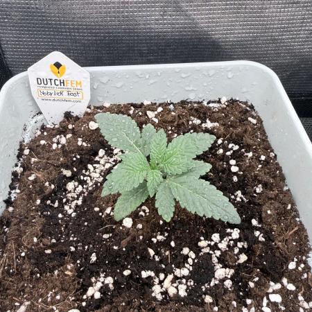 Moby Dick fast