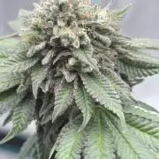 PURPLE OG KUSH