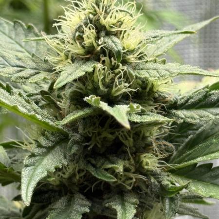 ORIGINAL GB XXL AUTO