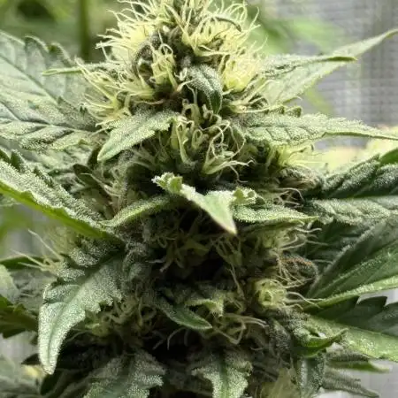 ORIGINAL GB XXL AUTO