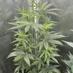 AUTO GOLD PINEAPPLE