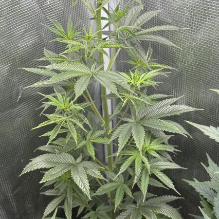 AUTO GOLD PINEAPPLE
