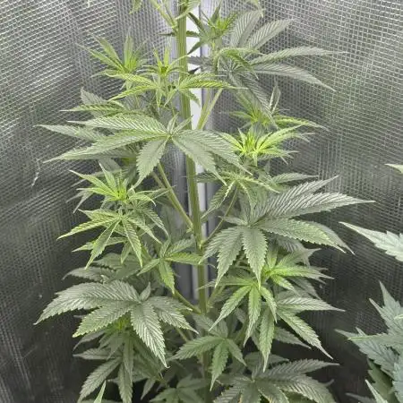 AUTO GOLD PINEAPPLE