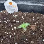 AUTO GOLD PINEAPPLE