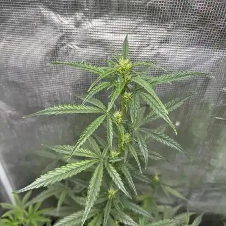 AUTO BLUEBERRY