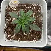 Moby Dick fast