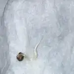 INSANE OG