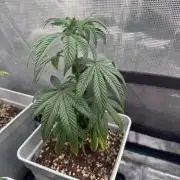 Moby Dick fast