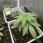 GIRL SCOUT KUSH