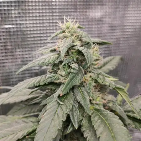 FROSTY TOOTH