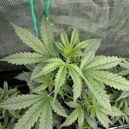 ORIGINAL GB XXL AUTO