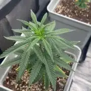 Tropicana cherry