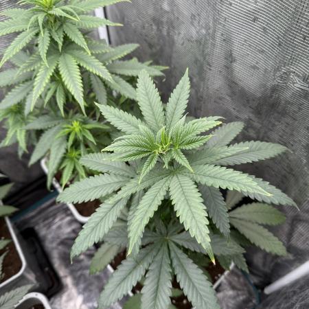 LA KUSH CAKE