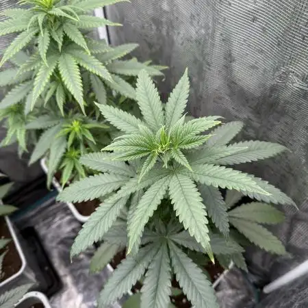 LA KUSH CAKE