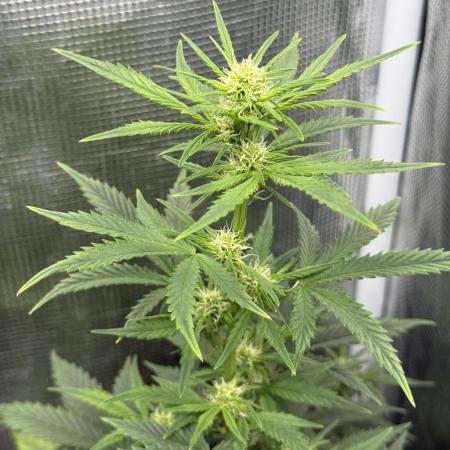 Z-UP AUTO