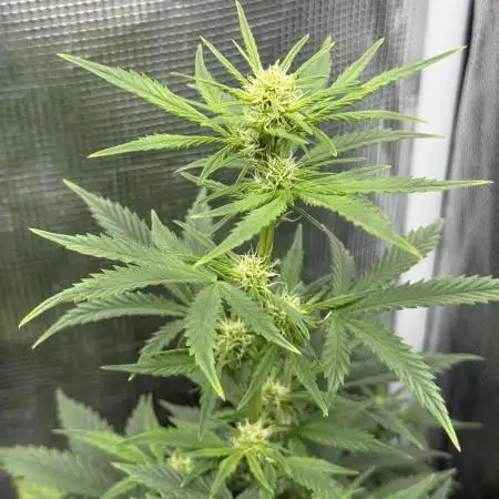 Z-UP AUTO