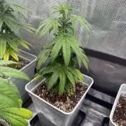 Moby Dick fast