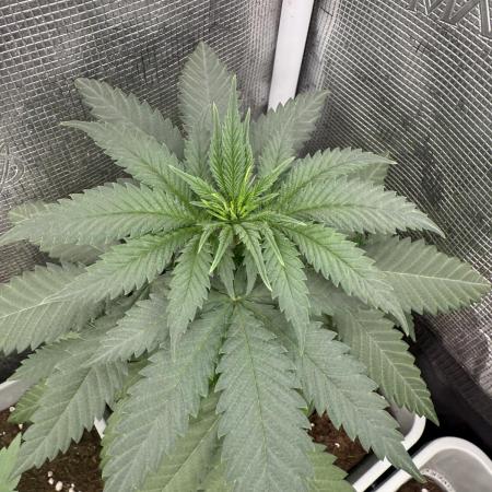 GIRL SCOUT KUSH