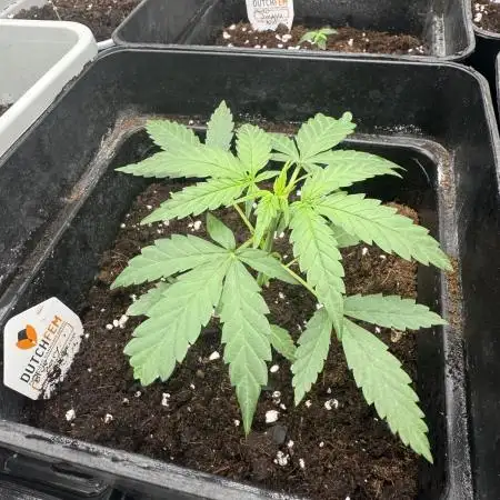 AUTO BLUEBERRY
