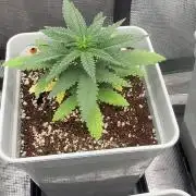 Moby Dick fast