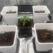 2026 Session auto #2