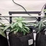 Super Skunk&White Widow