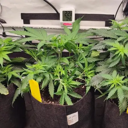 Super Skunk&White Widow