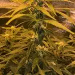 Cheese XXL autoflower DWC