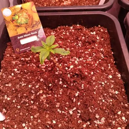 Divine Seeds Auto Moon Rock Contest 2025