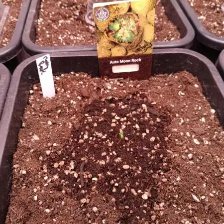 Divine Seeds Auto Moon Rock Contest 2025