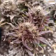 Divine Seeds Auto Moon Rock Contest 2025