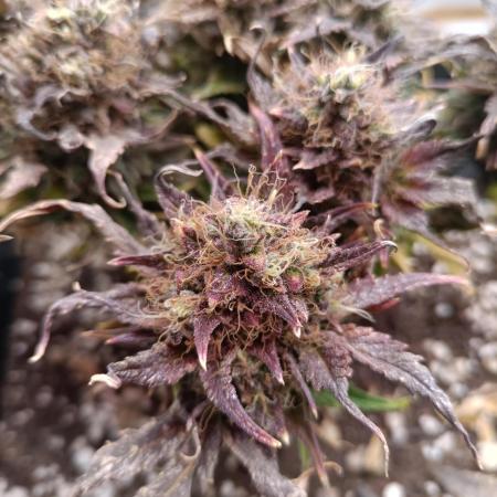 Divine Seeds Auto Moon Rock Contest 2025