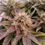 Divine Seeds Auto Moon Rock Contest 2025