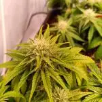 Divine Seeds Auto Moon Rock Contest 2025