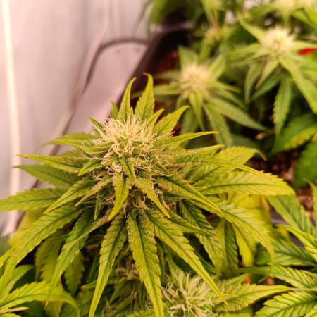 Divine Seeds Auto Moon Rock Contest 2025